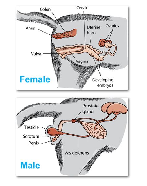 Category : Anatomy of the male human genitalia